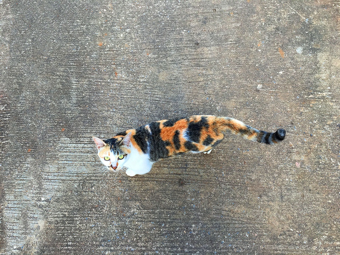 Lindo gato de estimação