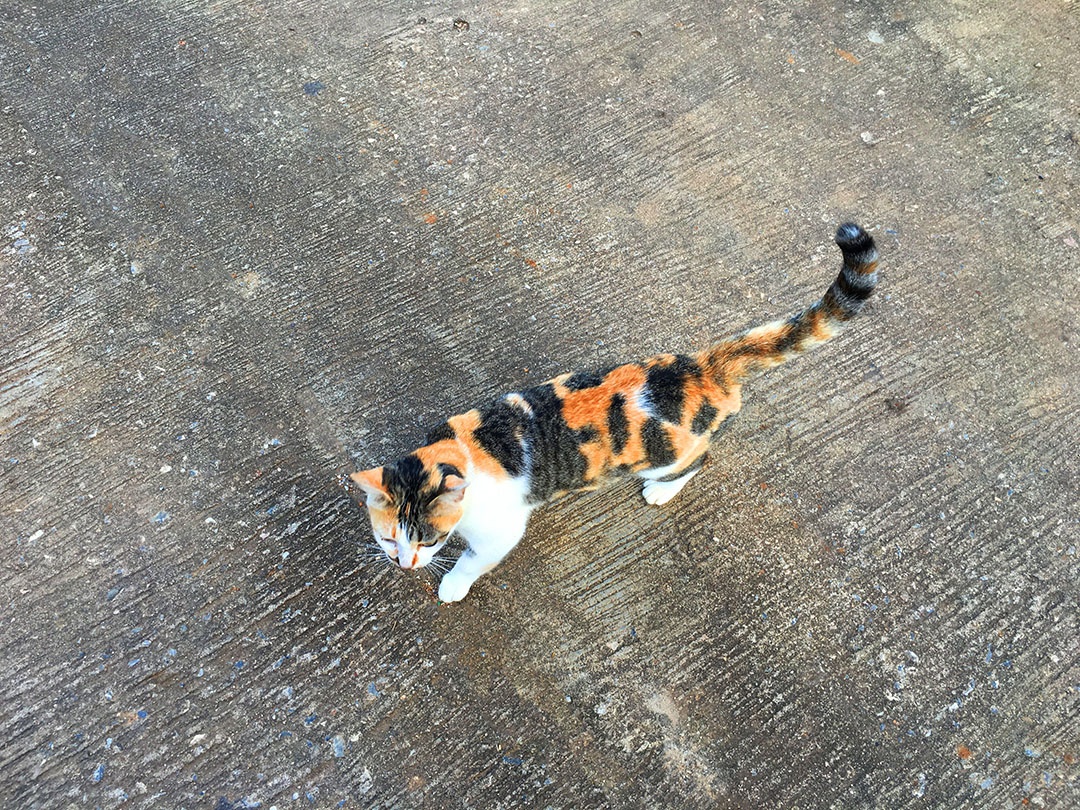 Lindo gato de estimação