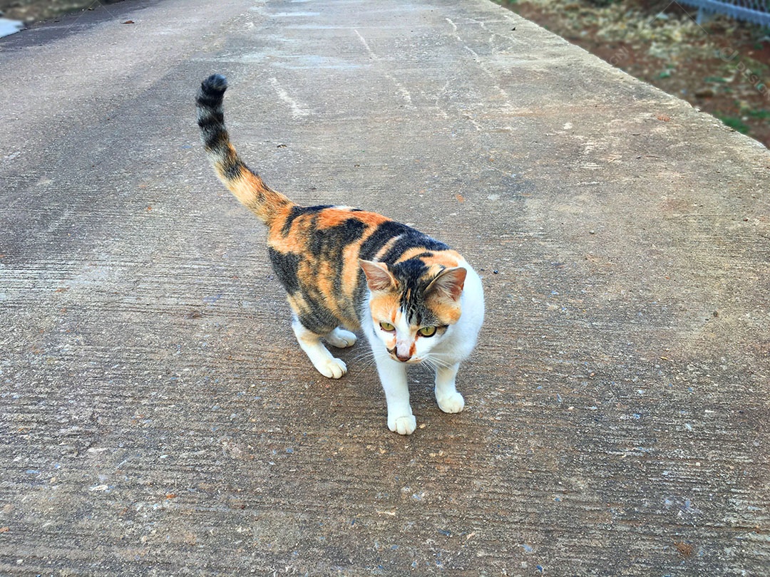 Lindo gato de estimação