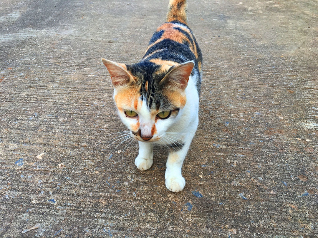 Lindo gato de estimação