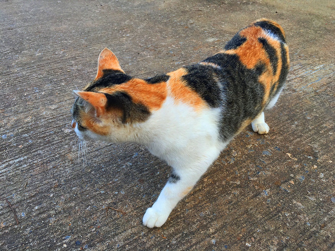 Lindo gato de estimação