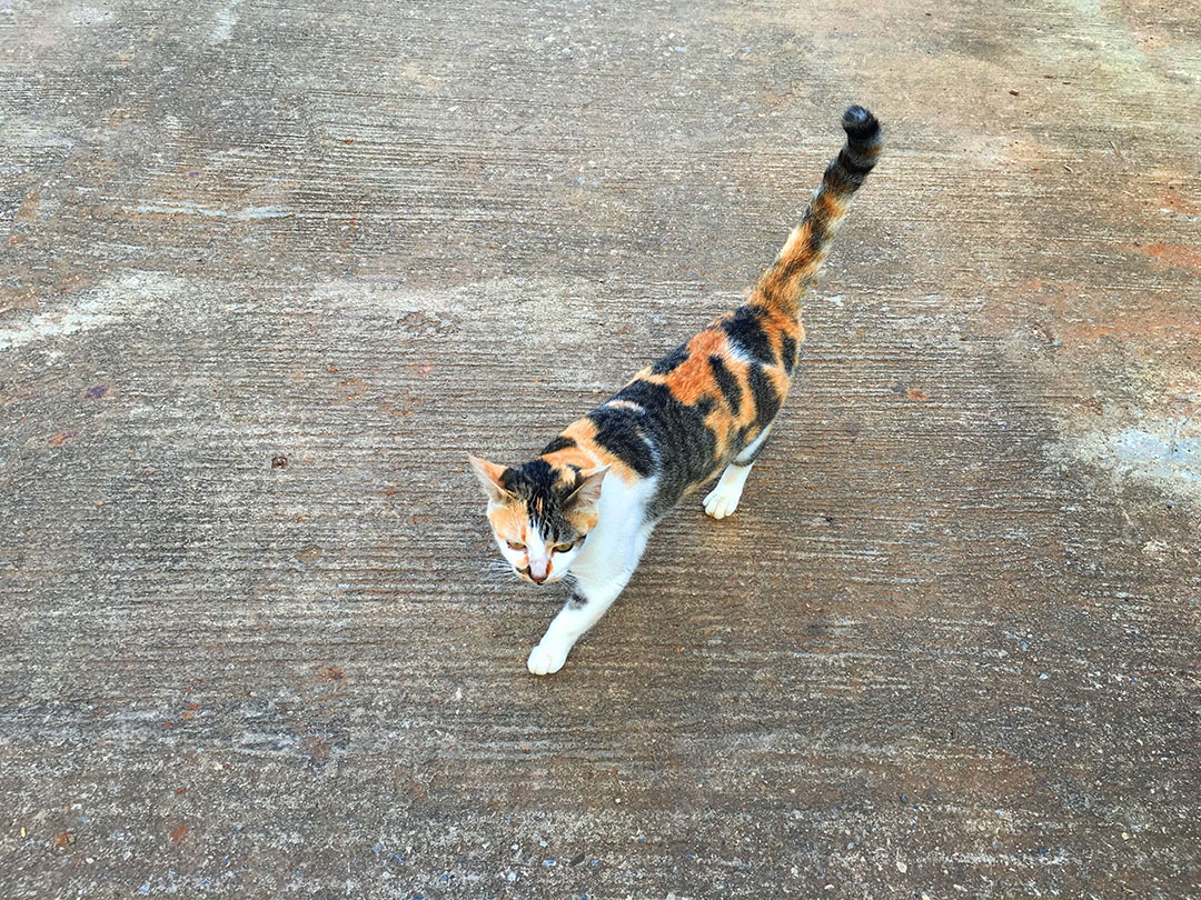 Lindo gato de estimação