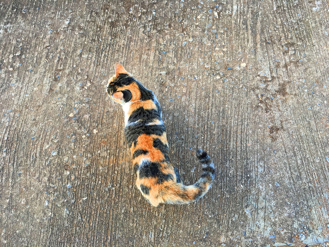 Lindo gato de estimação