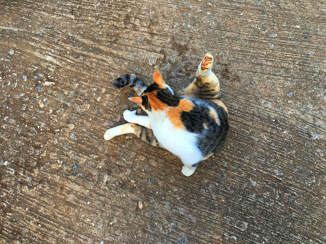 Lindo gato de estimação