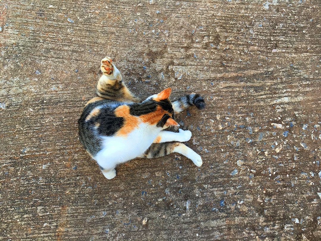 Lindo gato de estimação