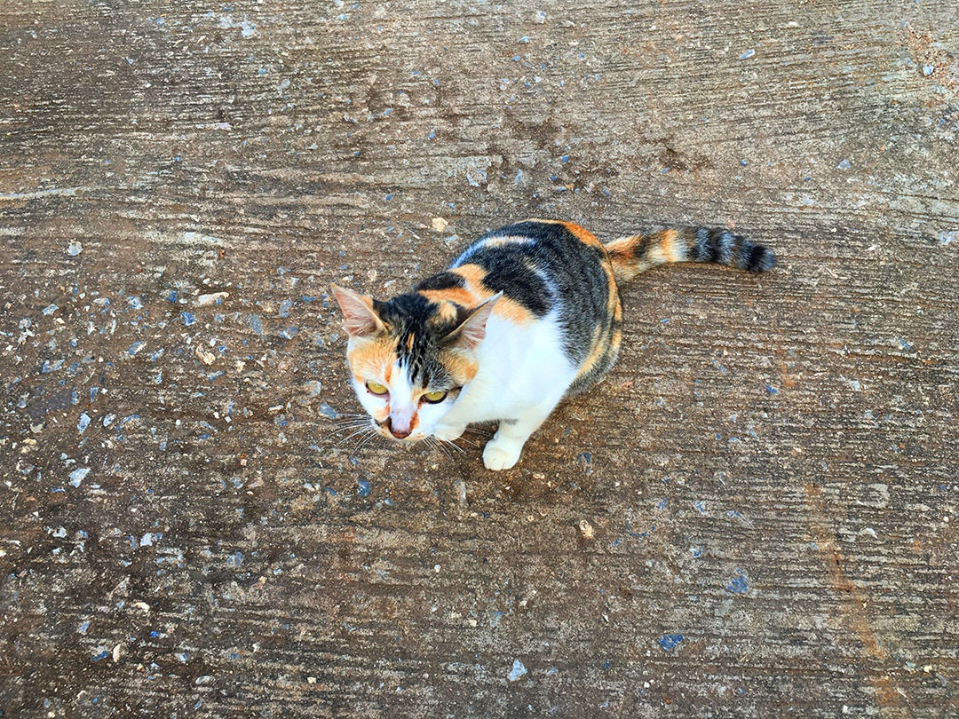 Lindo gato de estimação