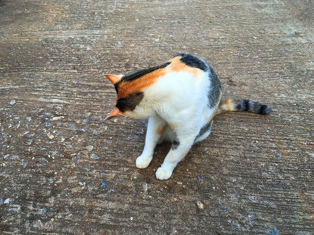 Lindo gato de estimação