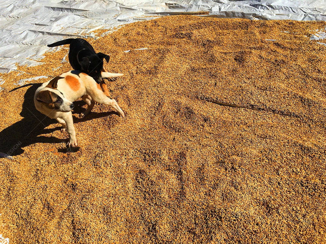 Cachorros sobre terreiro