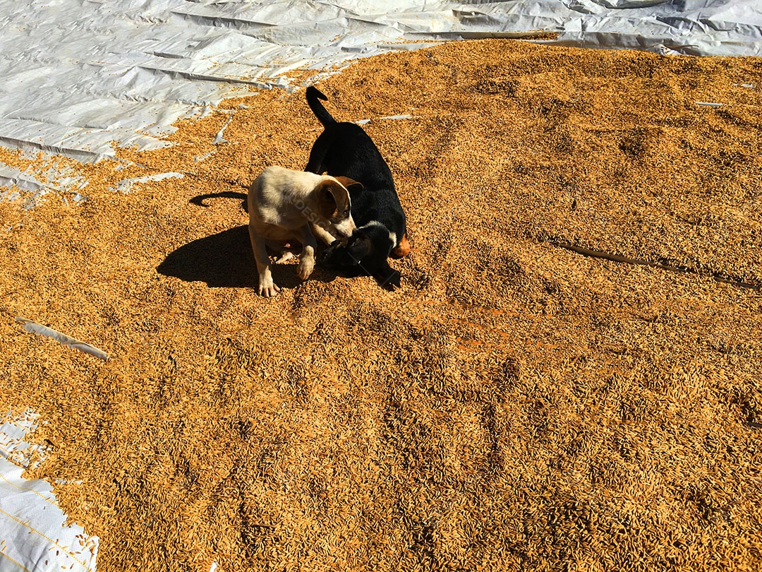 Cachorros sobre terreiro