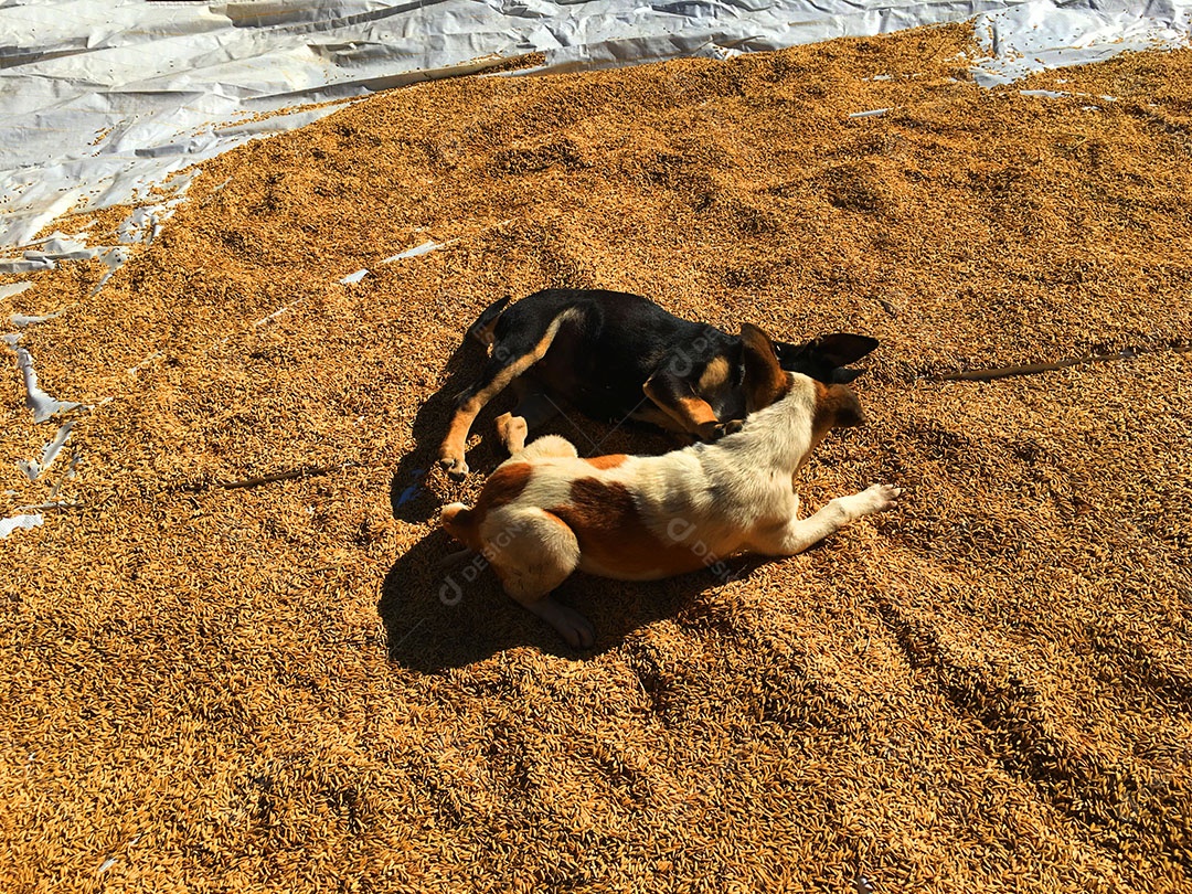 Cachorros sobre terreiro