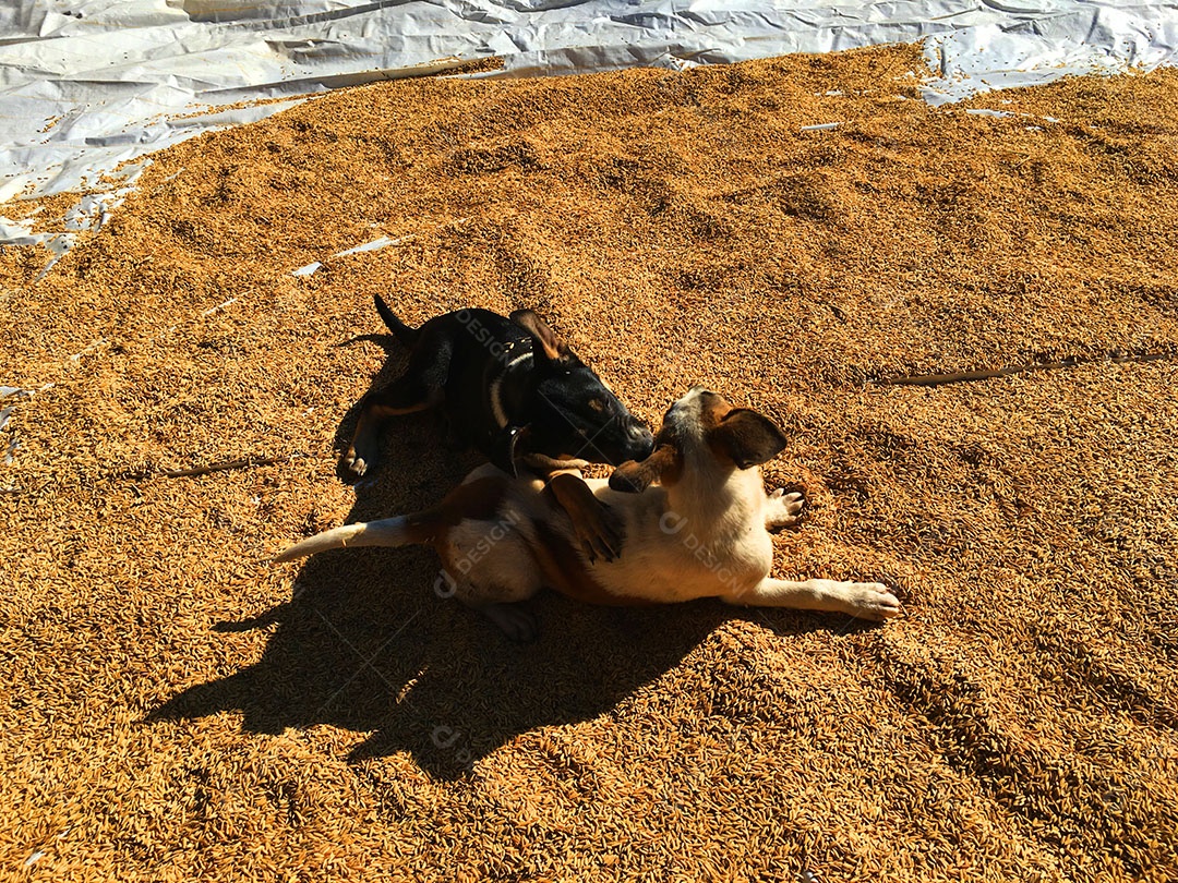 Cachorros sobre terreiro