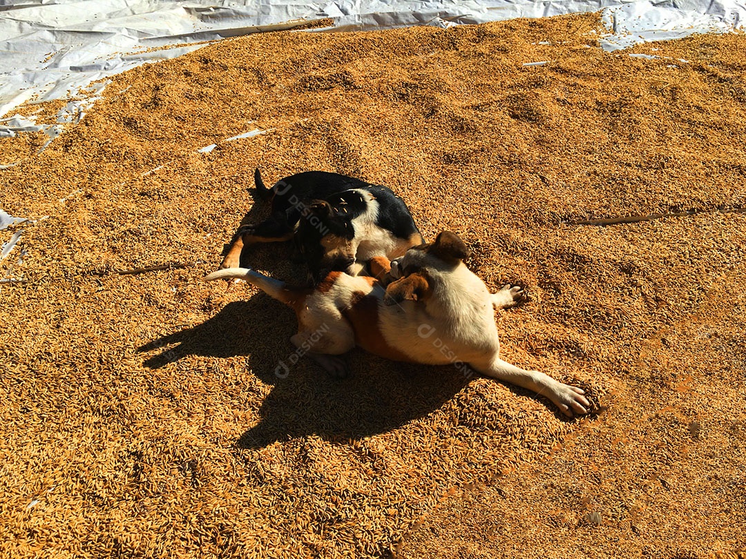Cachorros sobre terreiro