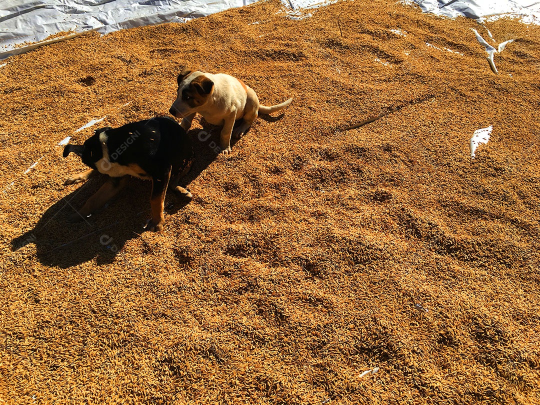 Cachorros sobre terreiro