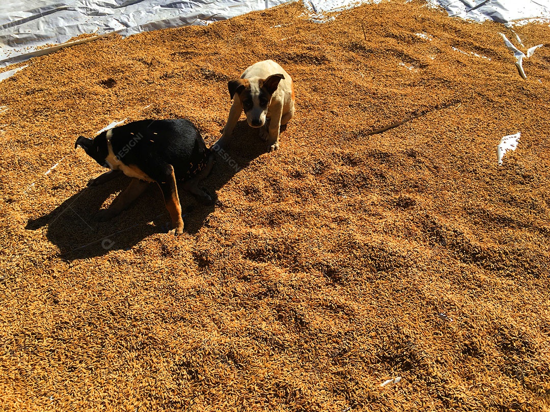 Cachorros sobre terreiro