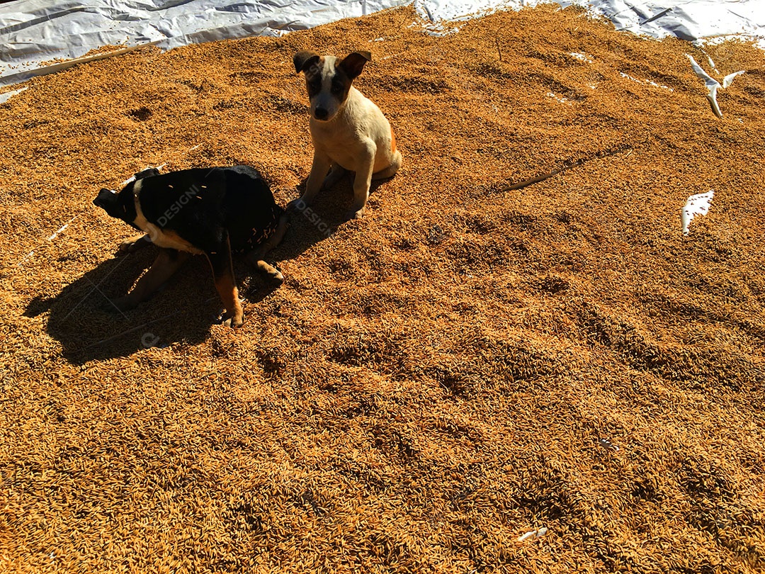 Cachorros sobre terreiro