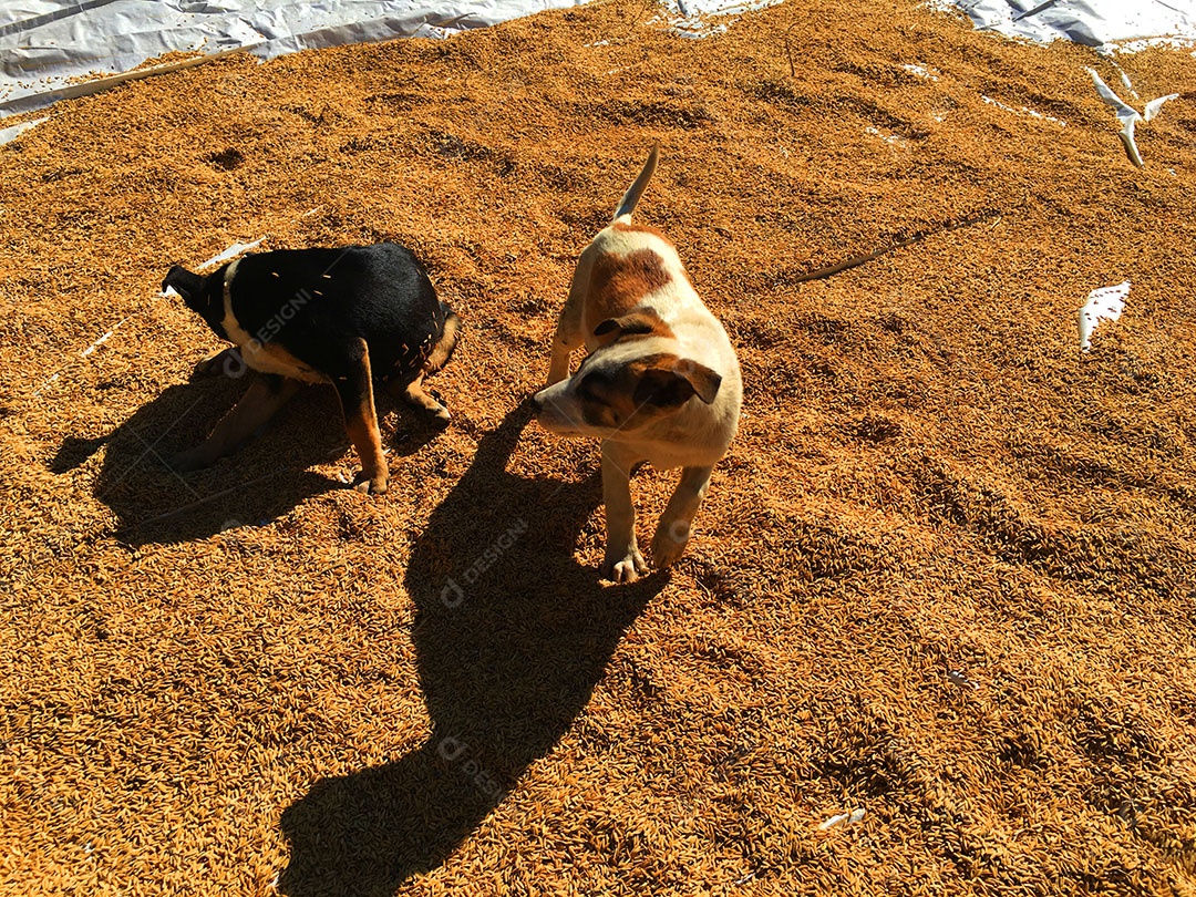 Cachorros sobre terreiro