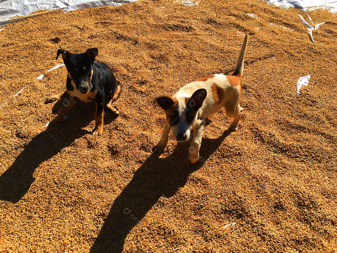 Cachorros sobre terreiro