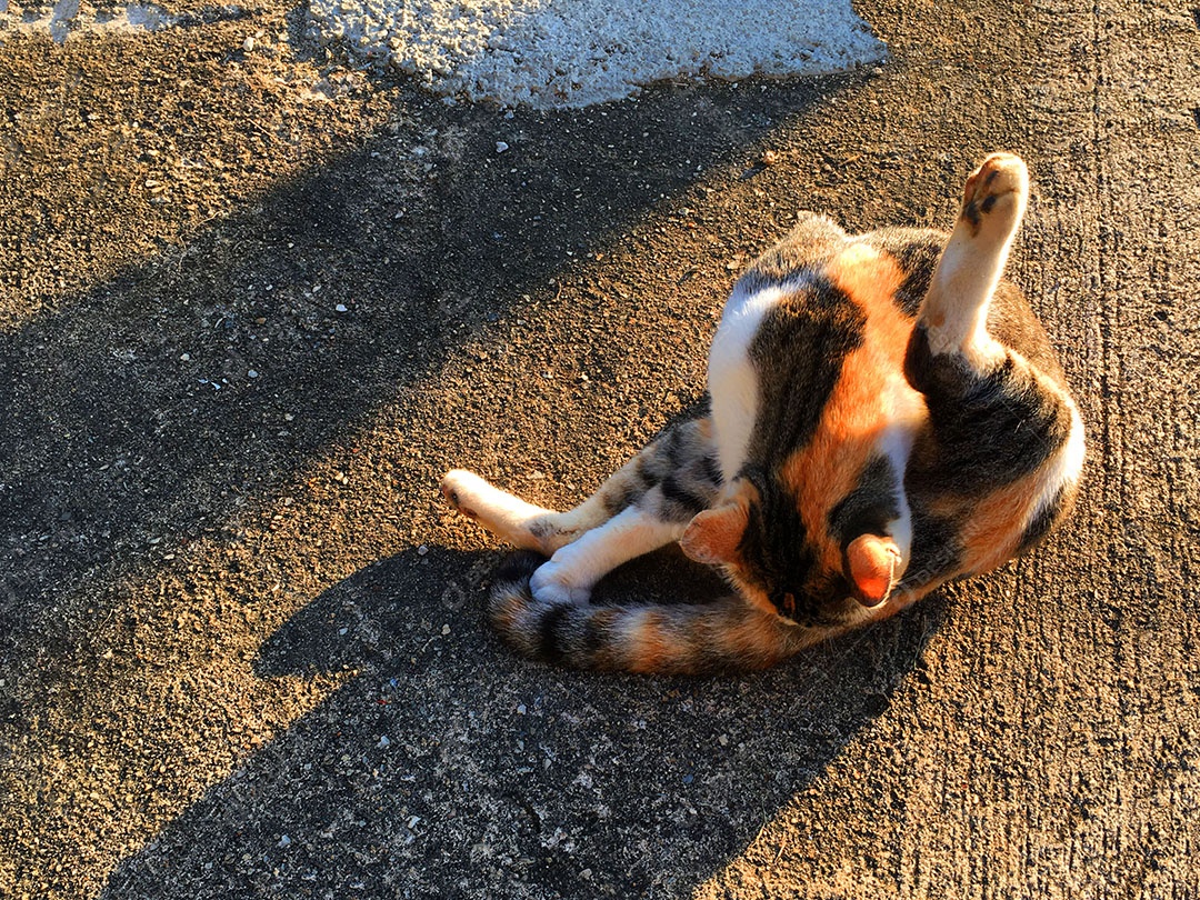 Lindo gato de estimação