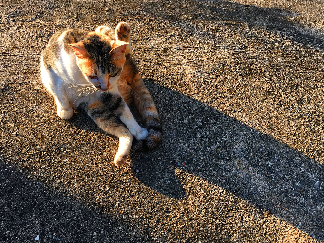 Lindo gato de estimação