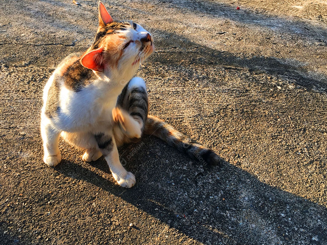 Lindo gato de estimação