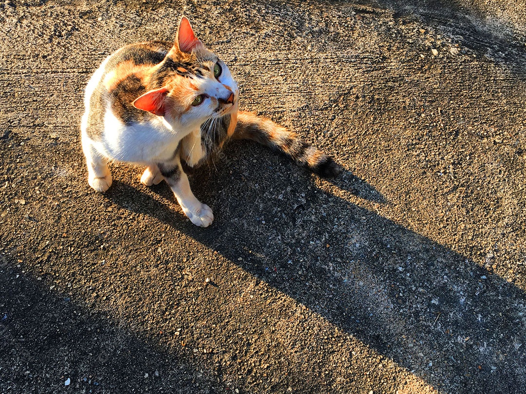 Lindo gato de estimação