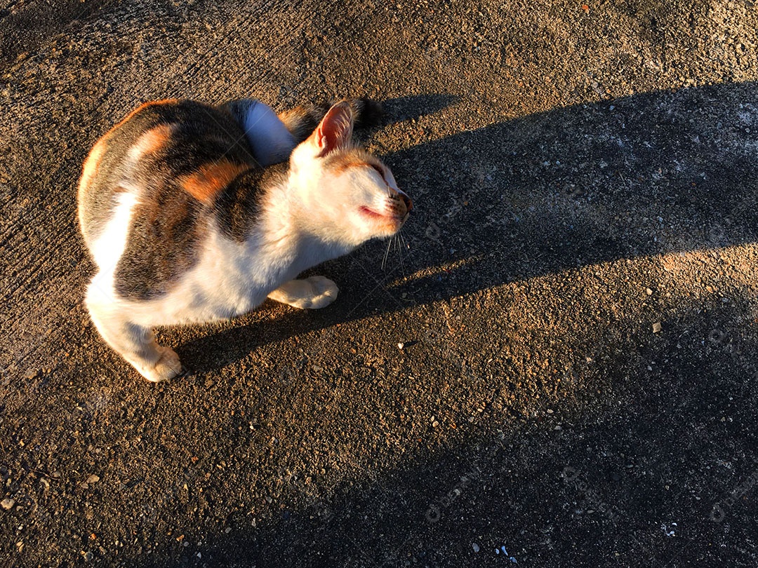 Lindo gato de estimação