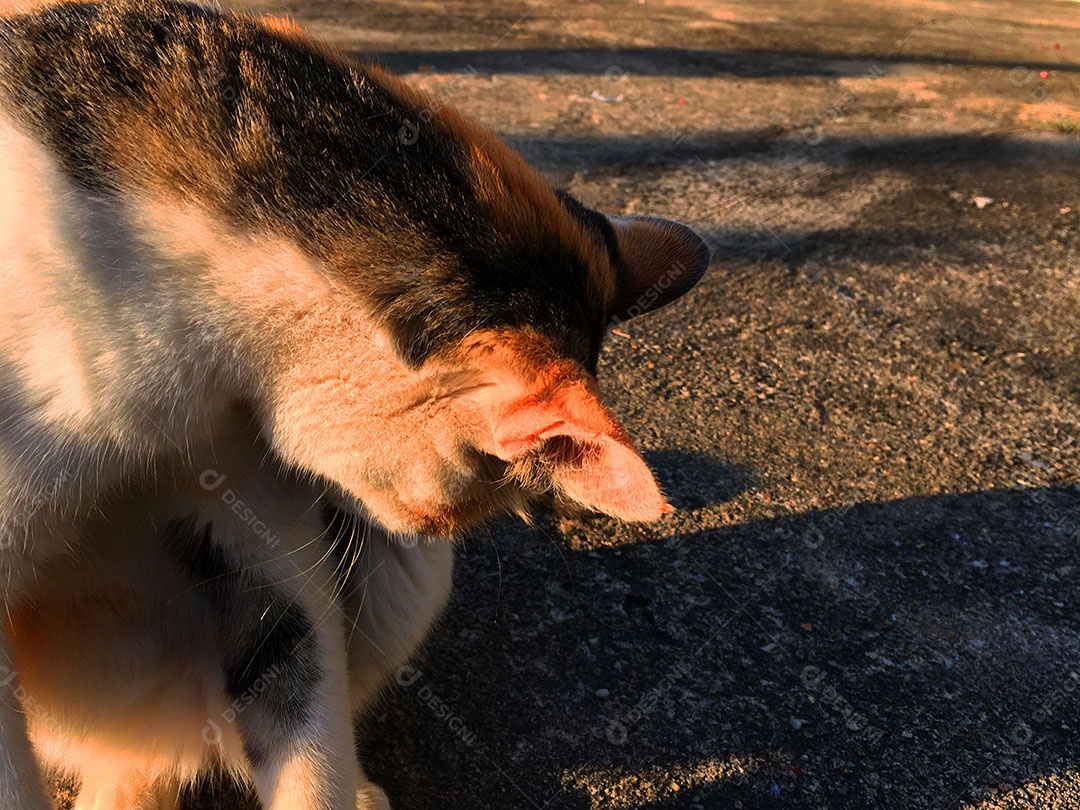 Lindo gato de estimação