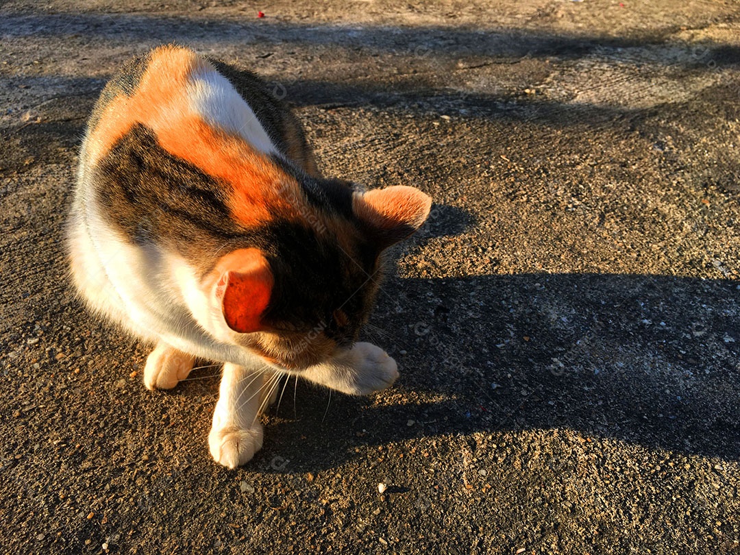 Lindo gato de estimação