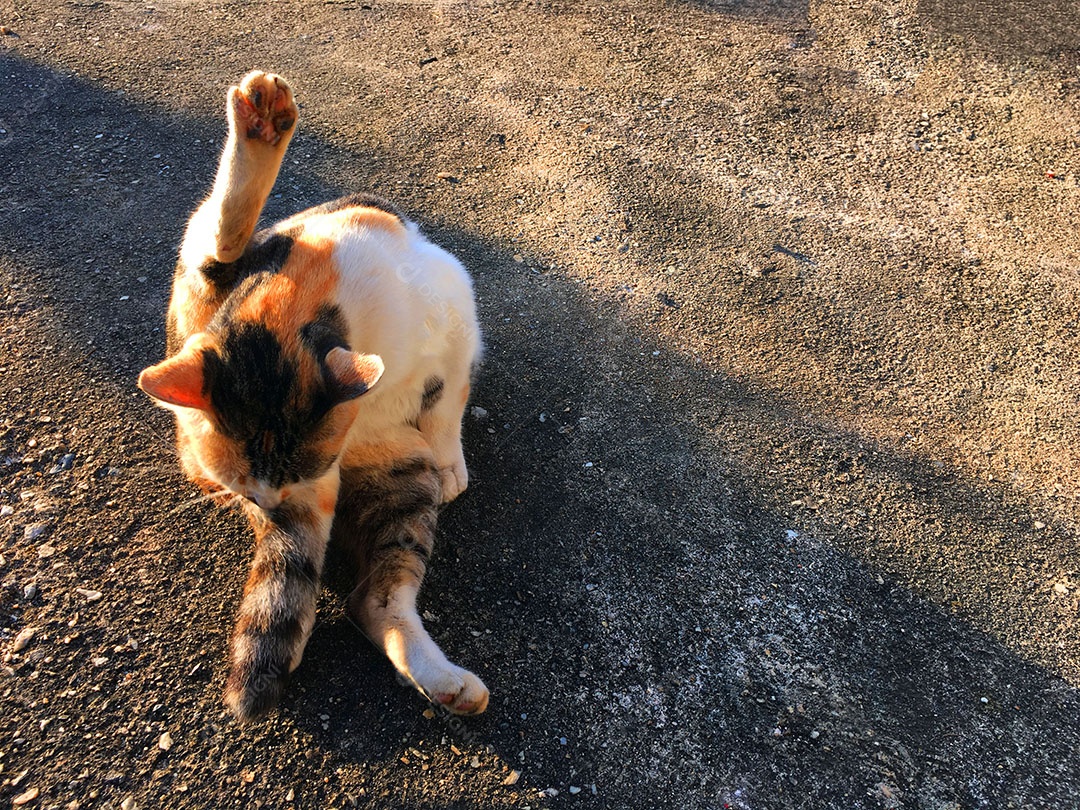 Lindo gato de estimação
