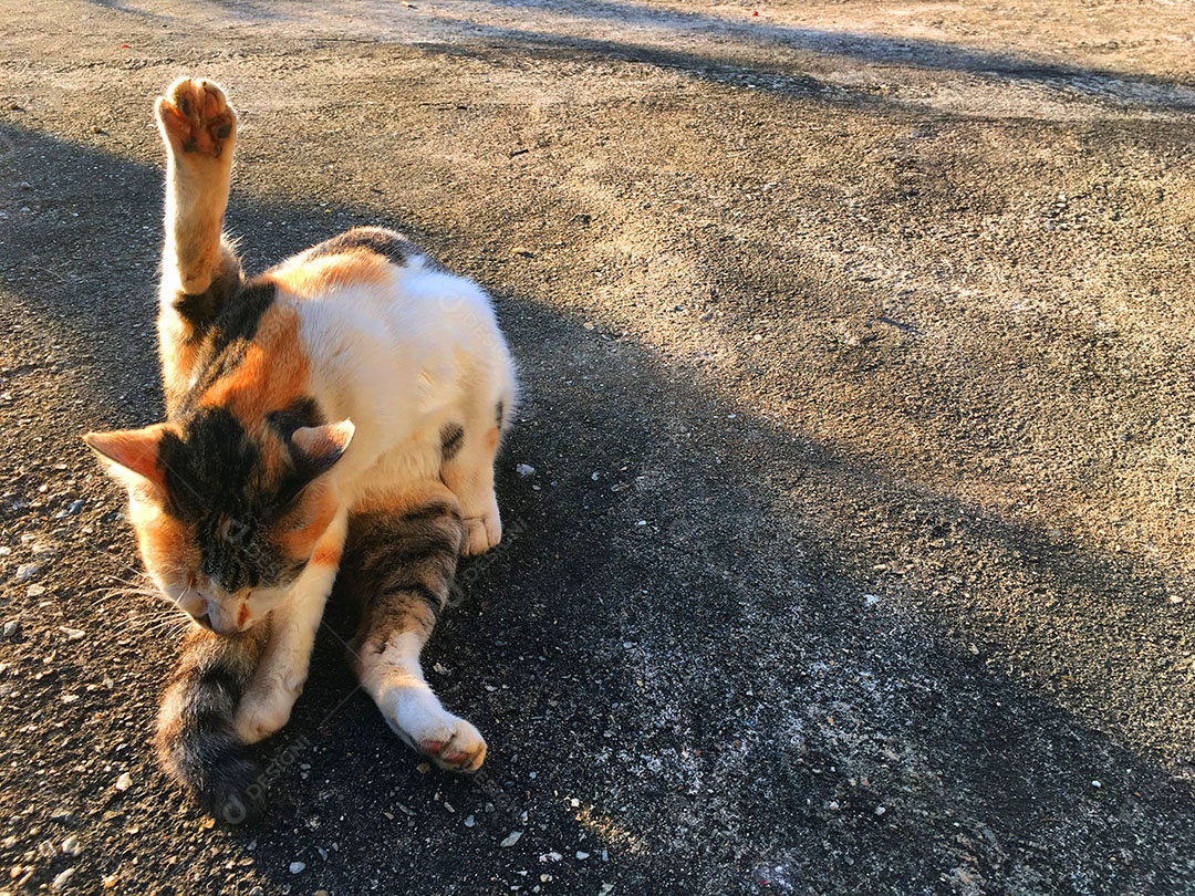 Lindo gato de estimação