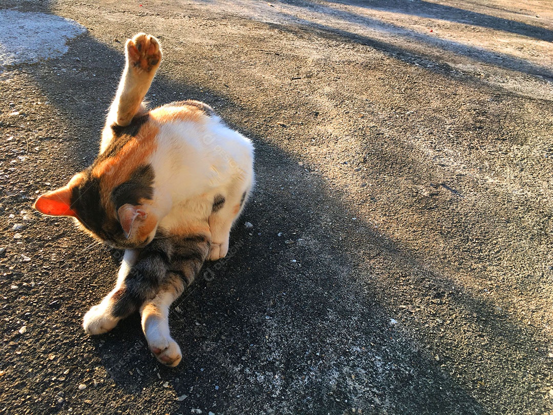 Lindo gato de estimação