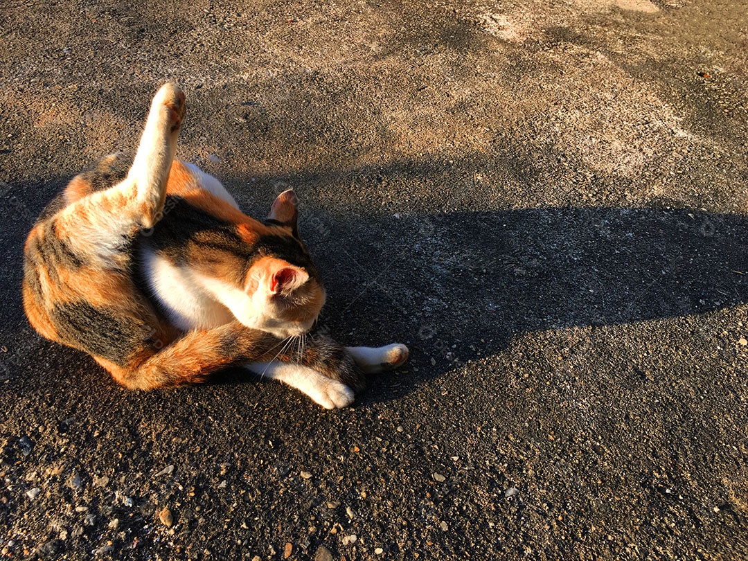 Lindo gato de estimação