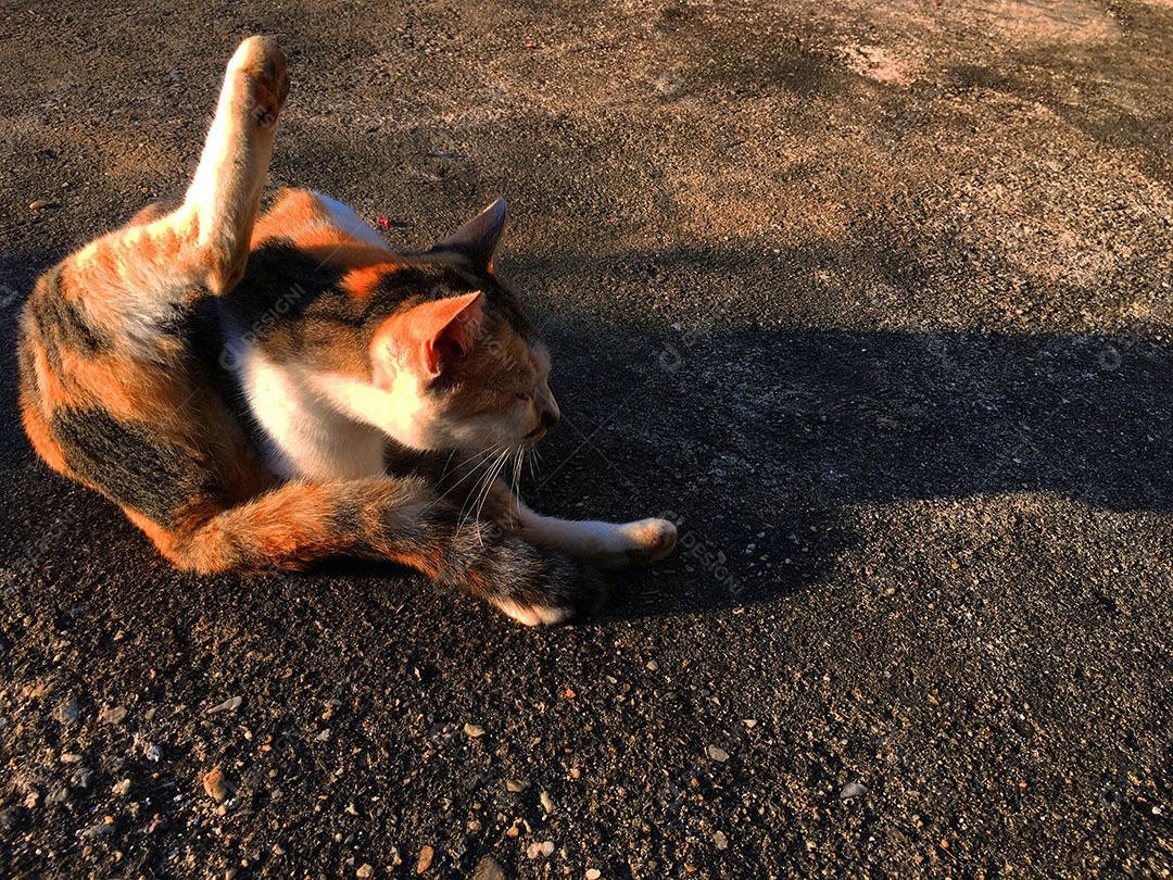 Lindo gato de estimação