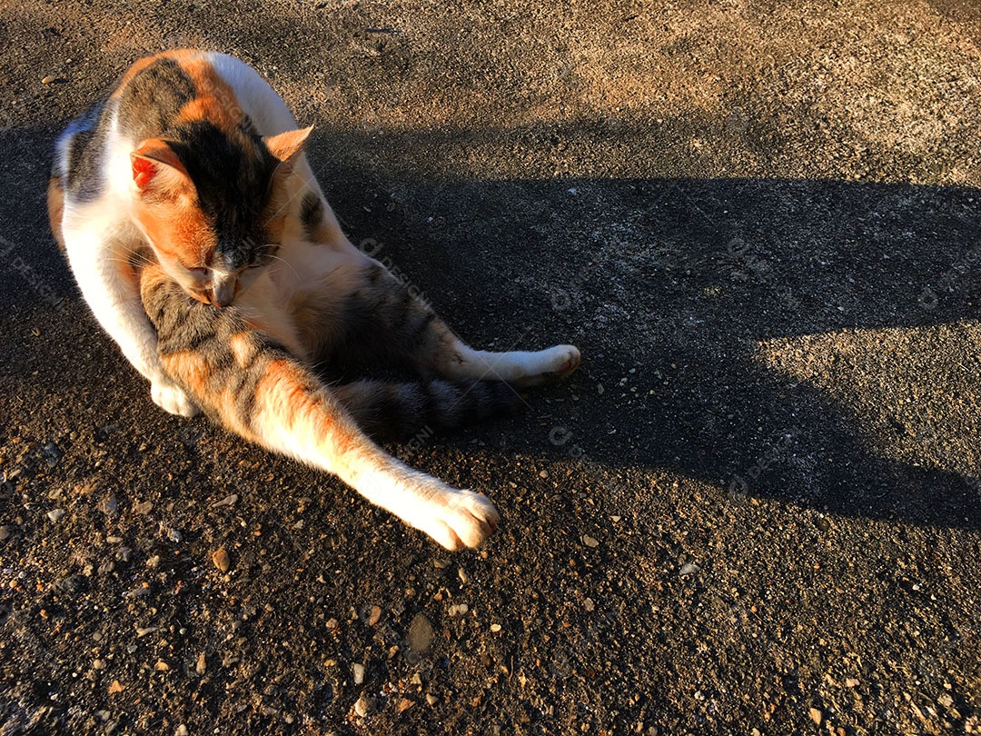 Lindo gato de estimação