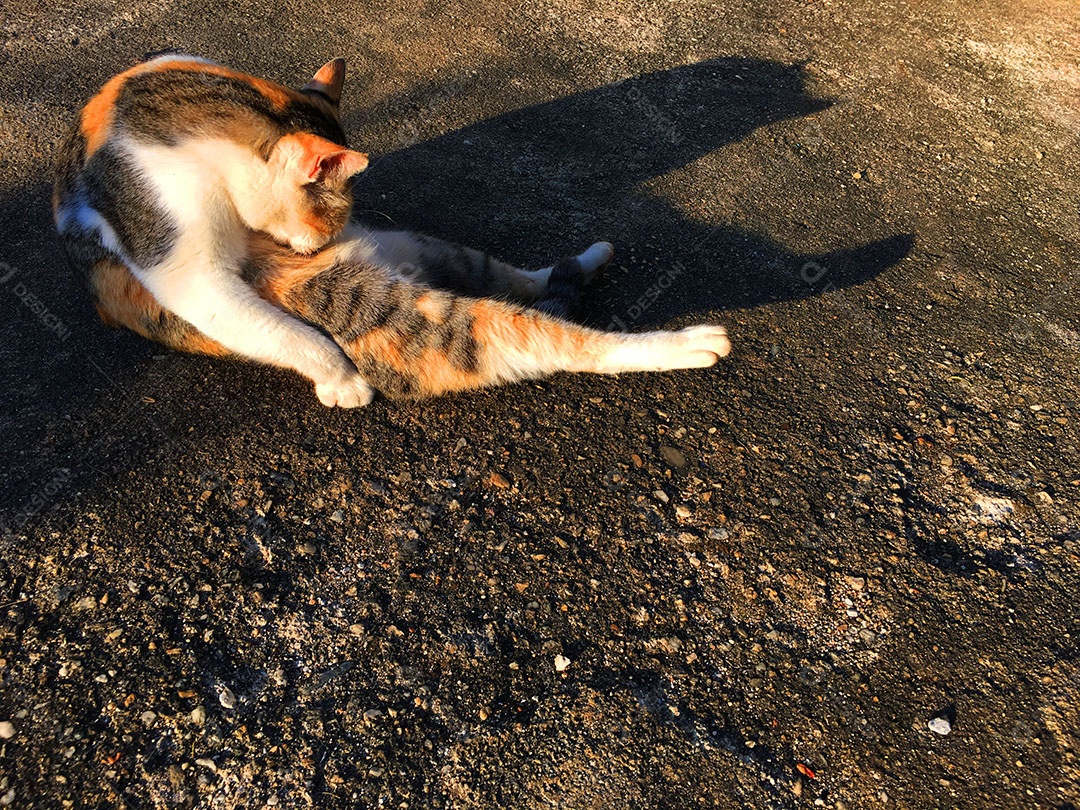 Lindo gato de estimação