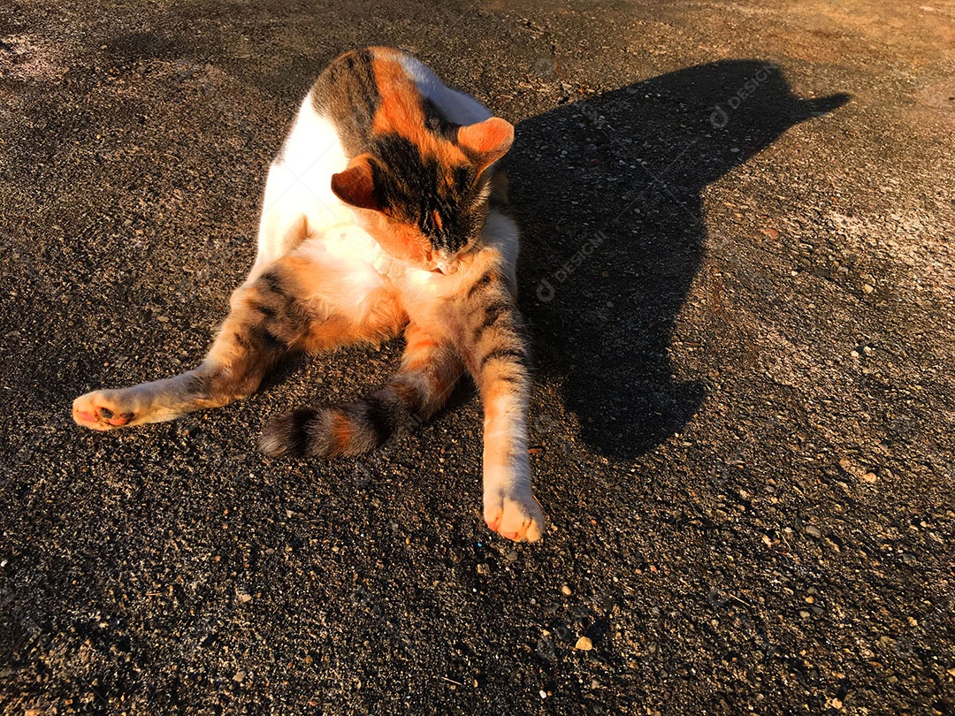 Lindo gato de estimação