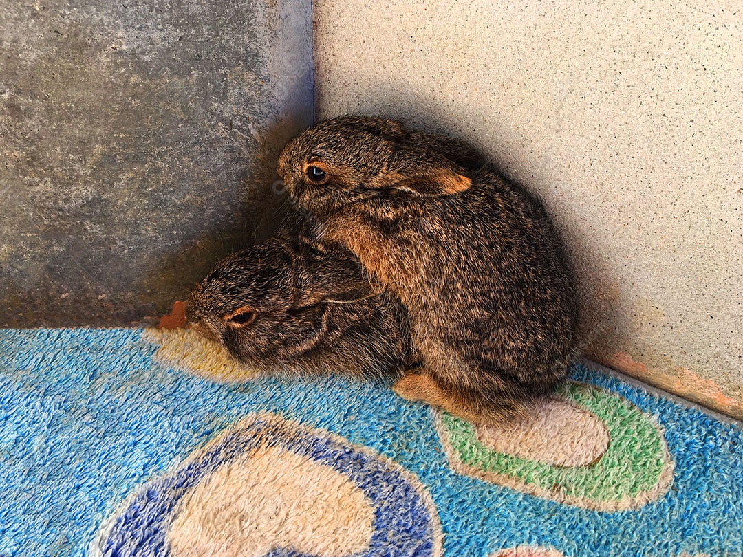 Coelhos deitado sobre chão