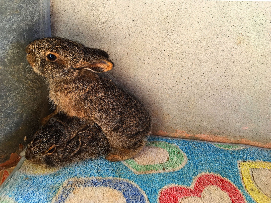 Coelhos deitado sobre chão