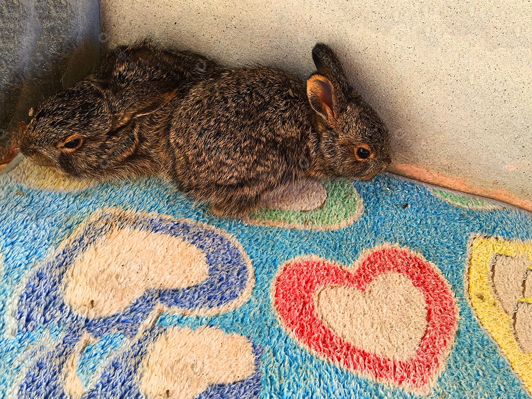 Coelhos deitado sobre chão