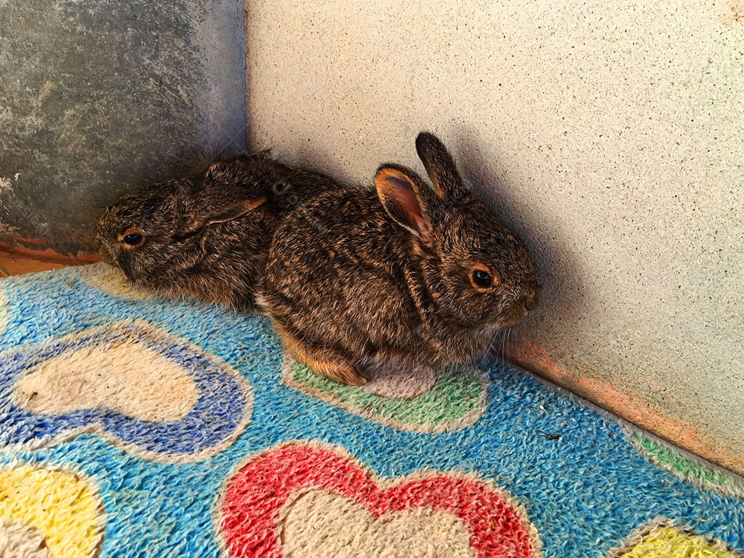 Coelhos deitado sobre chão
