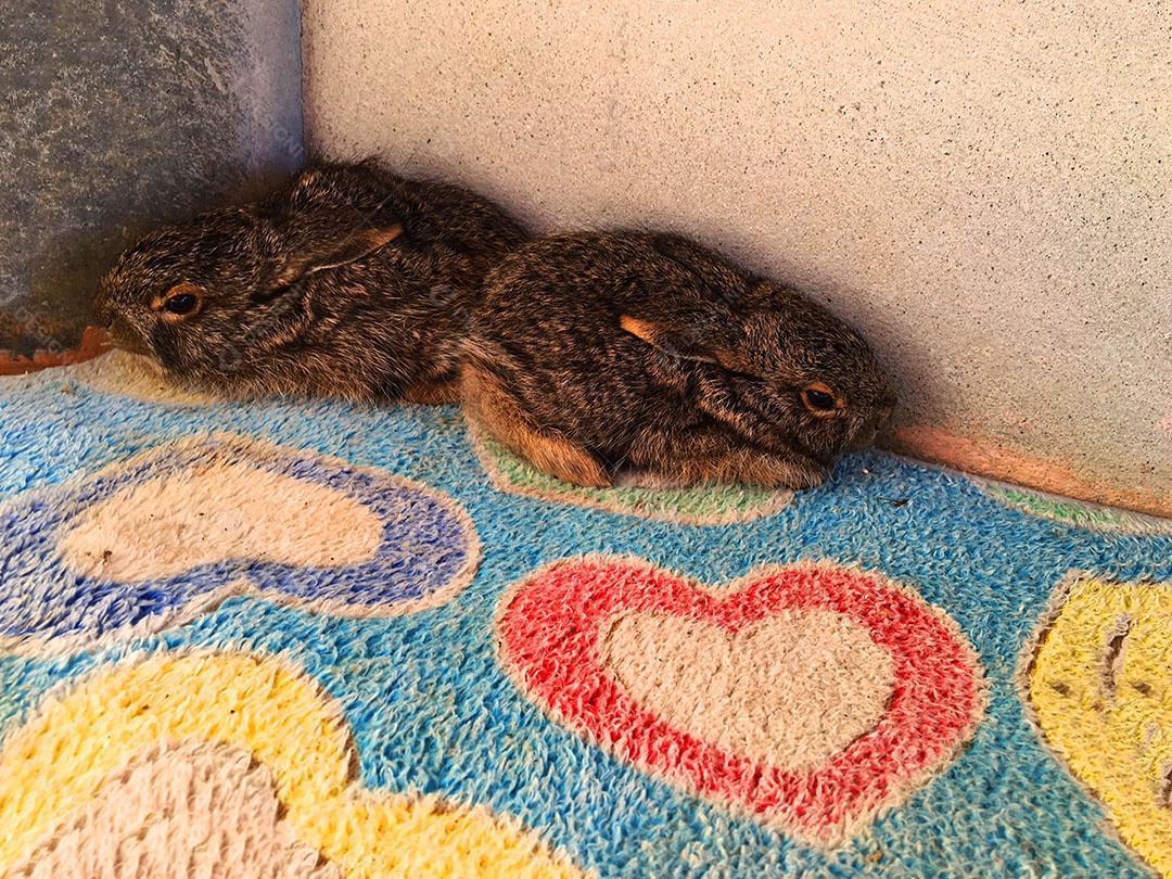 Coelhos deitado sobre chão