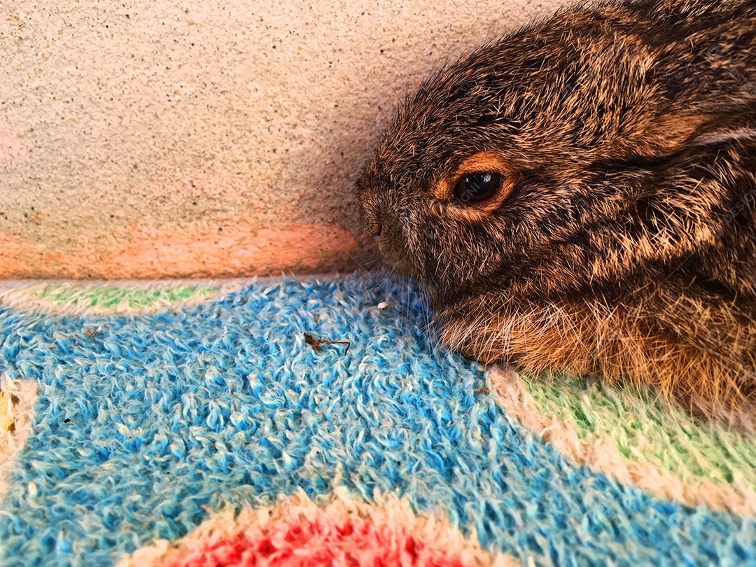 Coelhos deitado sobre chão