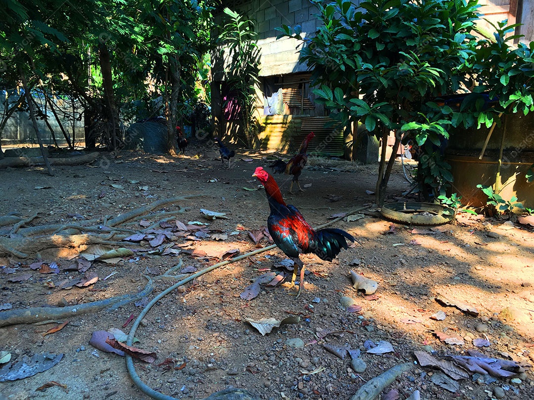 Frango sobre terreiro fazenda