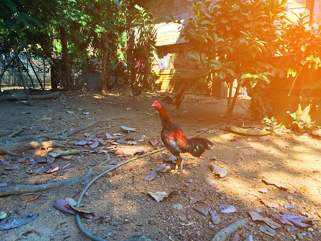 Frango sobre terreiro fazenda