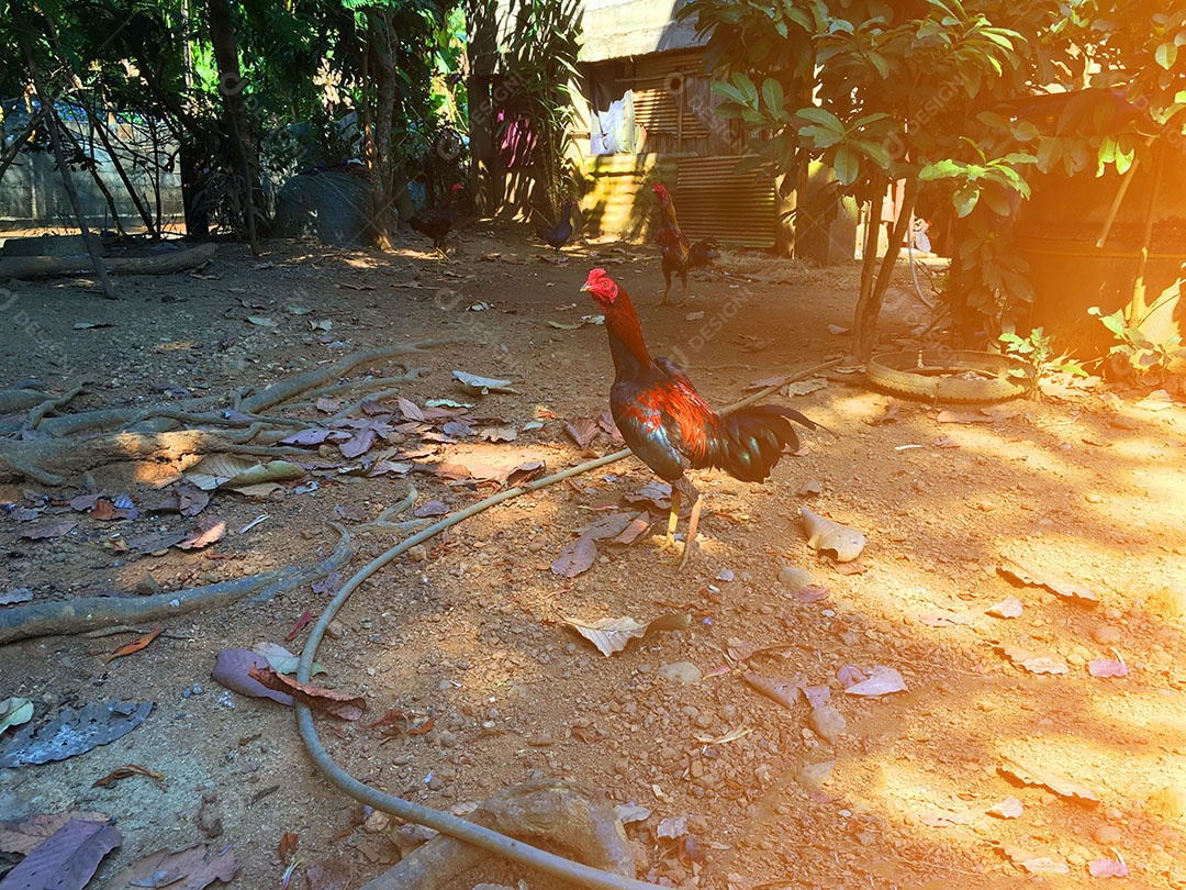 Frango sobre terreiro fazenda