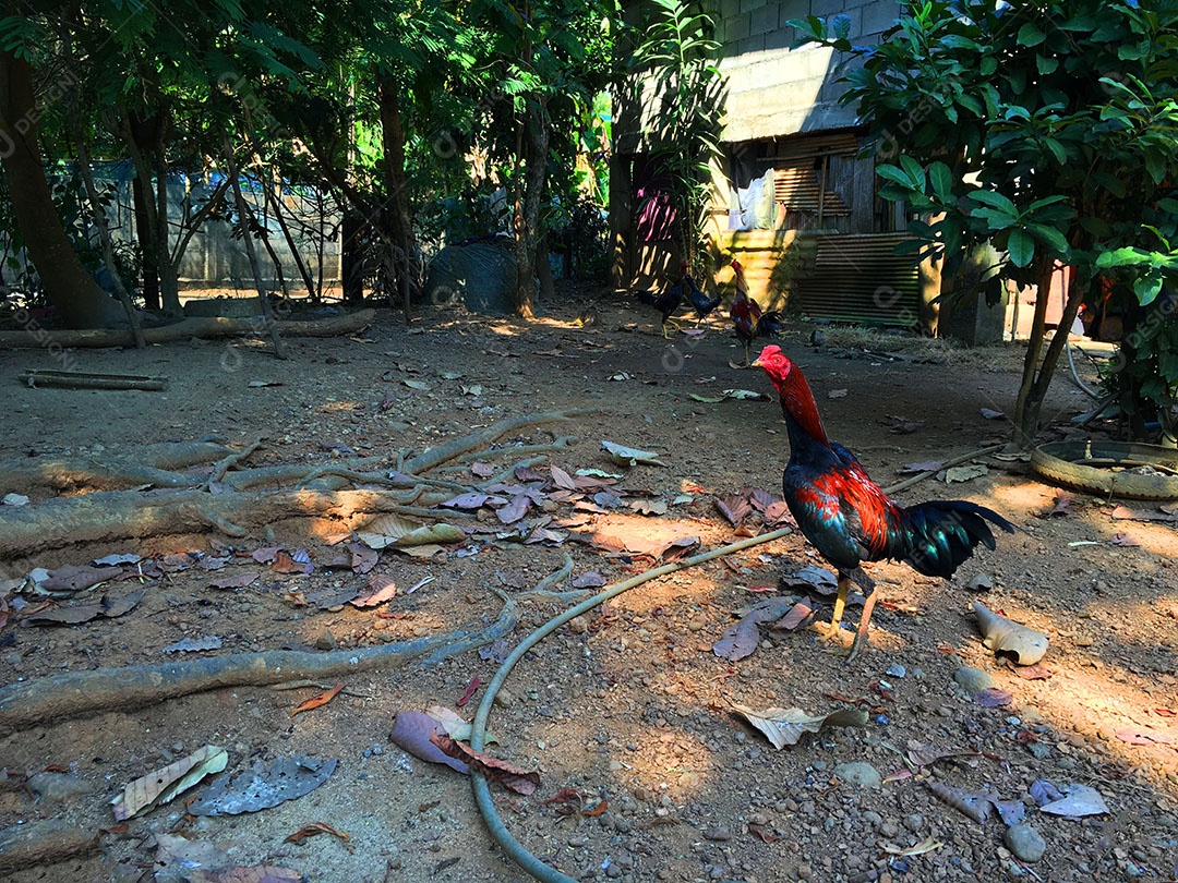 Frango sobre terreiro fazenda
