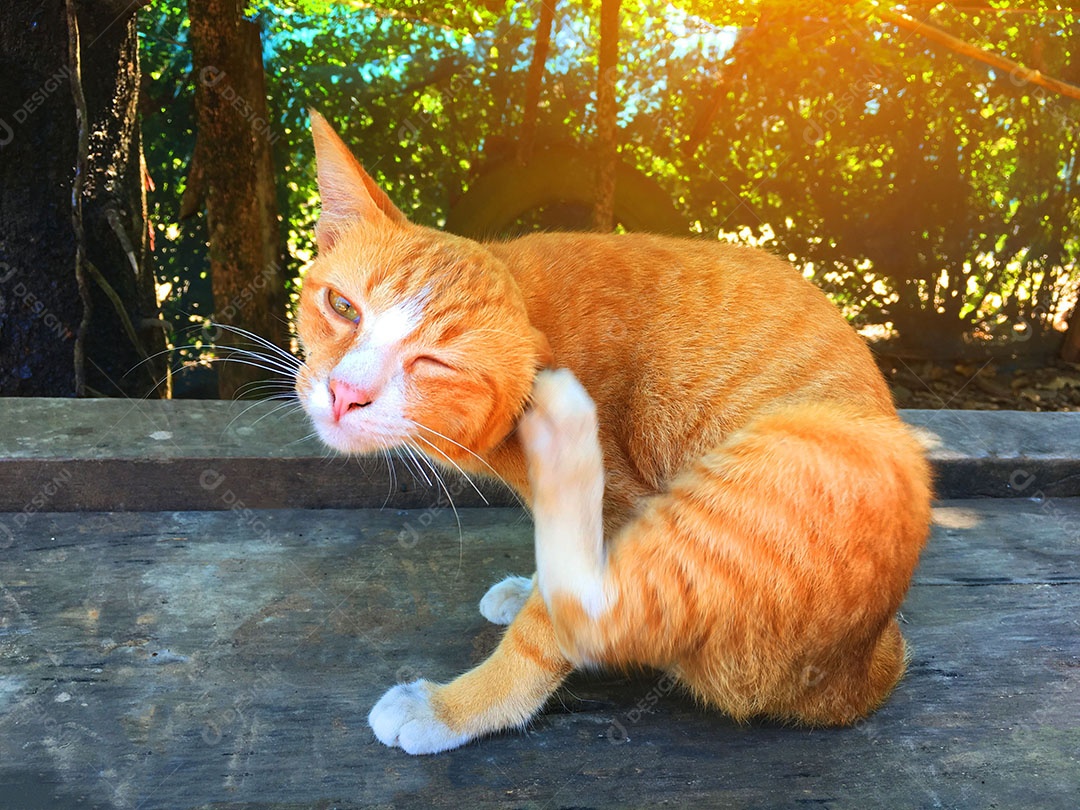 Lindo gato de estimação