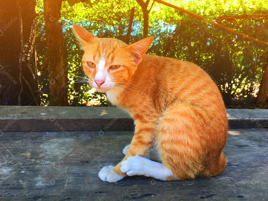 Lindo gato de estimação