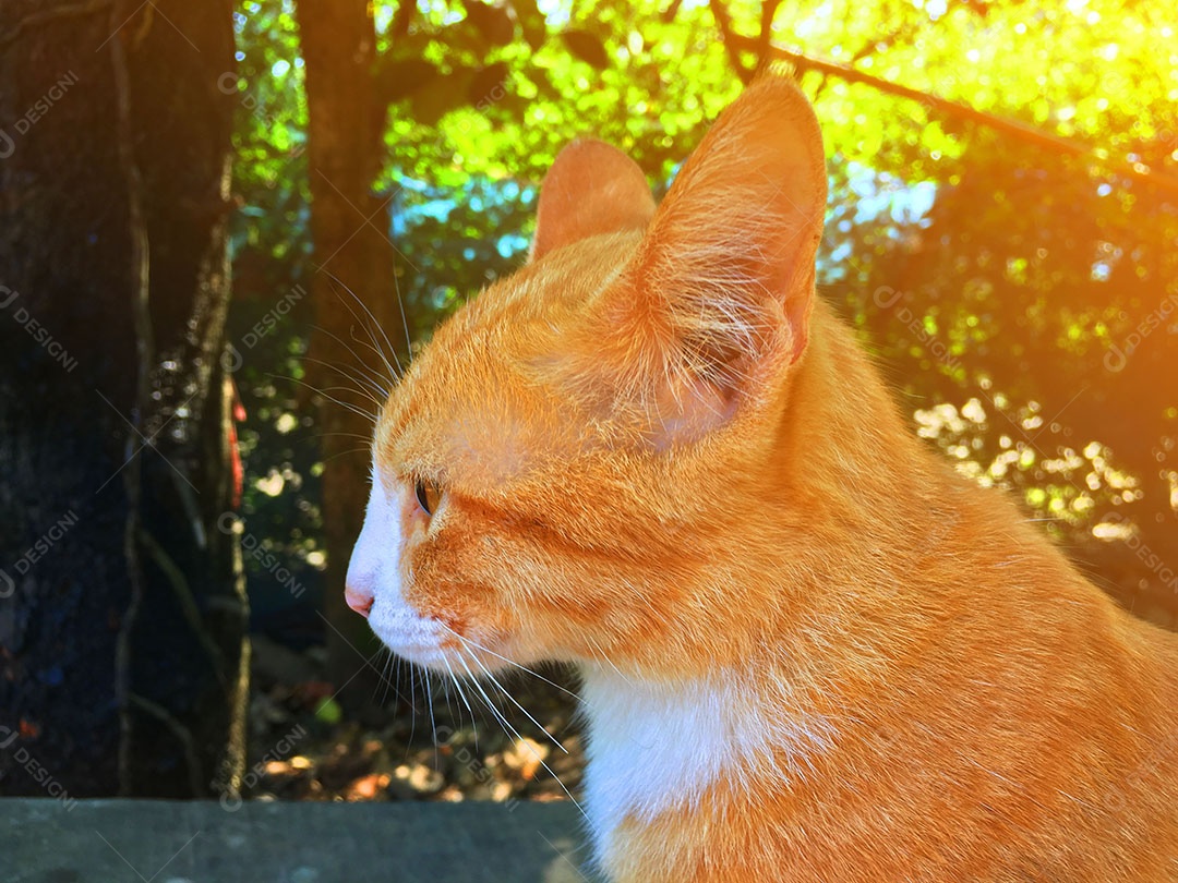 Lindo gato de estimação