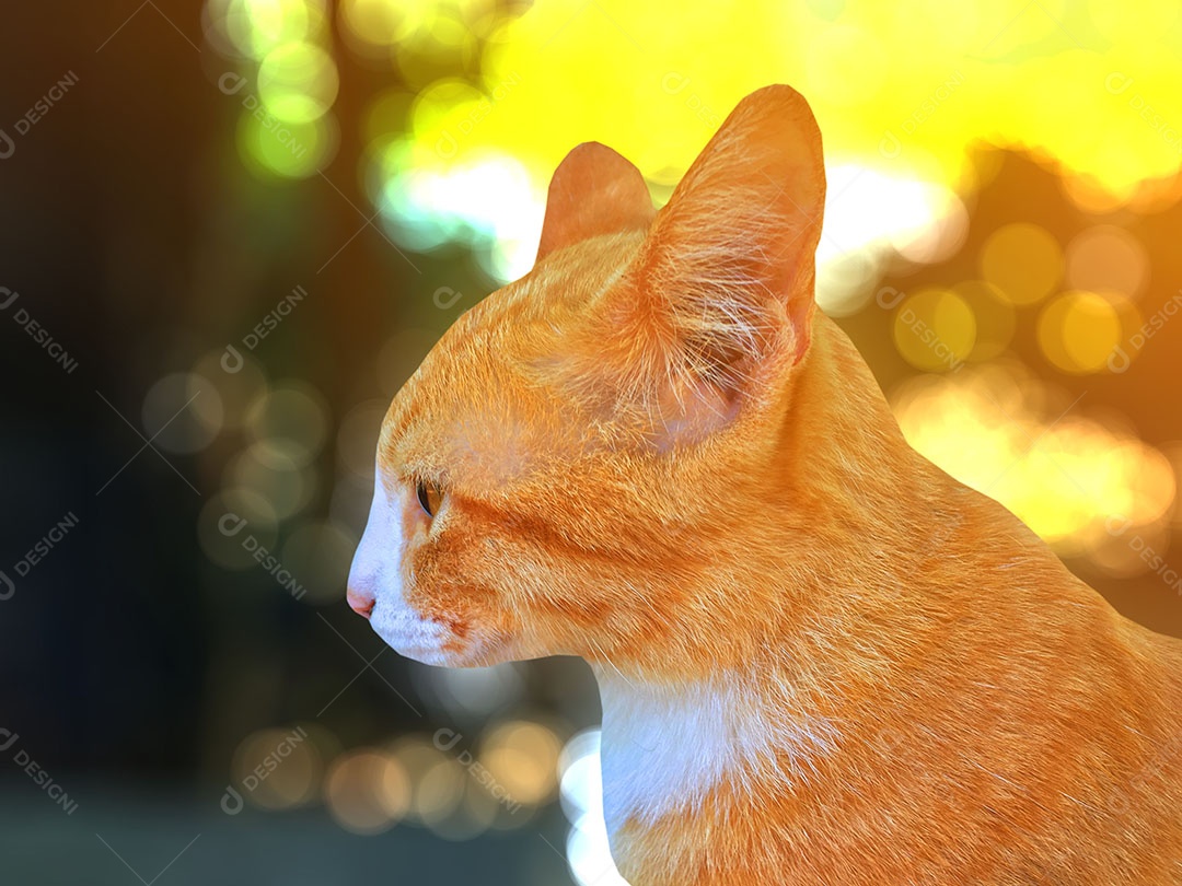 Lindo gato de estimação